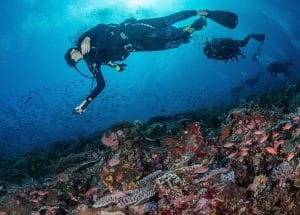 banner -Daily fun dive banner Daily fun dive
