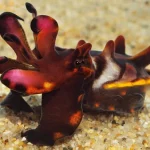 Flamboyant Cuttlefish in Komodo