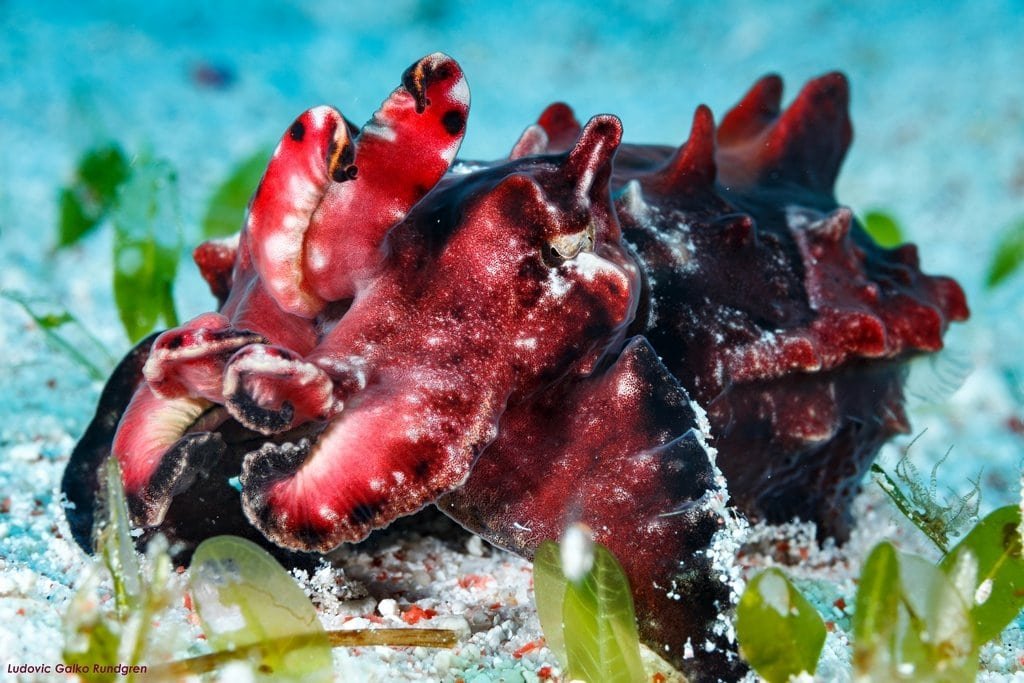 flamboyant cuttlefish flamboyant cuttlefish