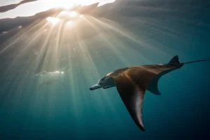 manta ray diving komodo