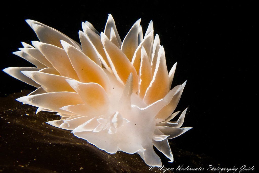 canon-g7x-iii-nirupam-nigam-nudibranch_1024x1024 canon g7x iii nirupam nigam