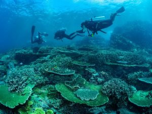 dive_komodo_padi_courses_dragon_dive dive komodo