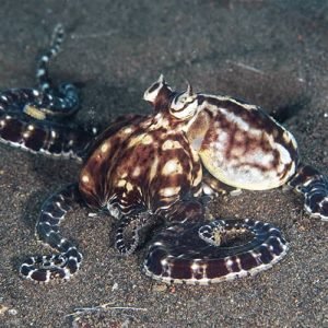 dragon-dive-komodo-ocropus dive komodo