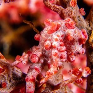 dragon-dive-komodo-SEAHORSE dragon dive komodo seahorse