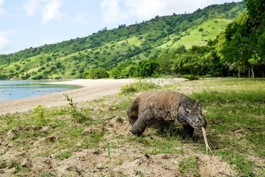 KOMODO dragon island tour komodo dragon island tour