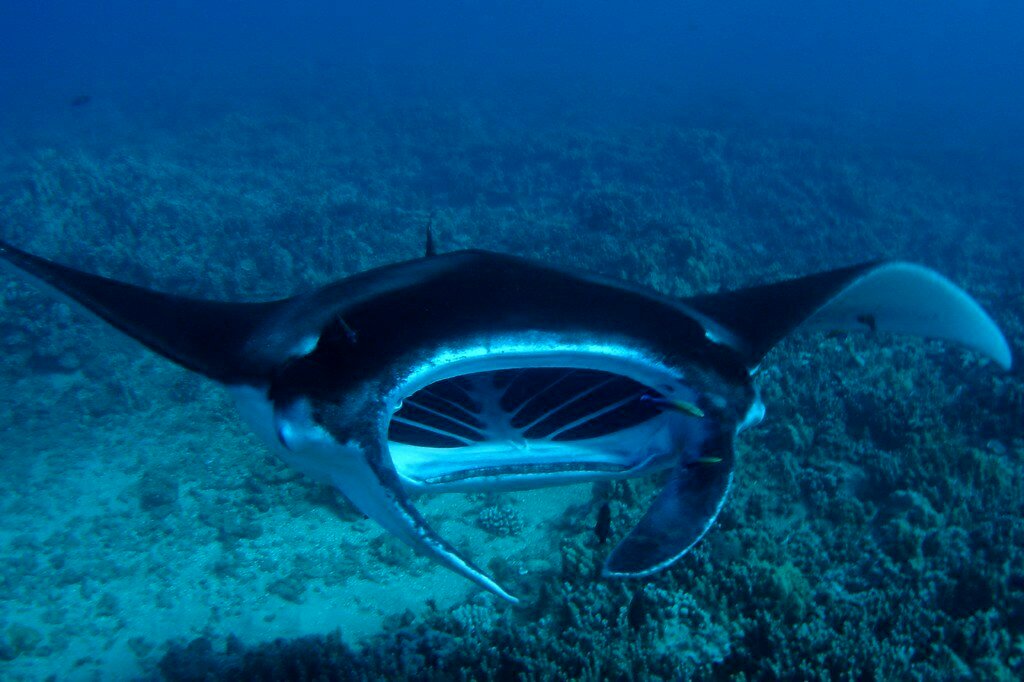 manta point komodo manta point