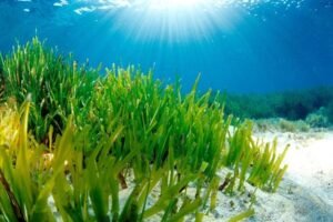 seagrass enhalus acoroides seagrass enhalus acoroides