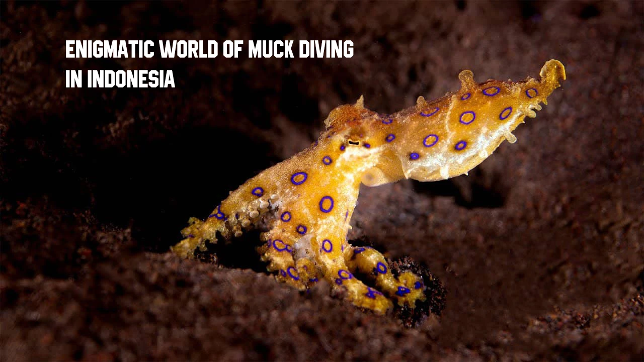 Muck Diving in Indonesia – Discover the Enigmatic Underwater World