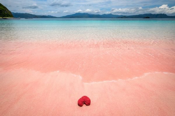 pink beach komodo 0012 pink beach komodo 0012